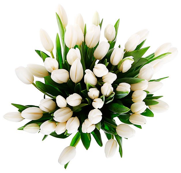 Элитный белый тюльпан