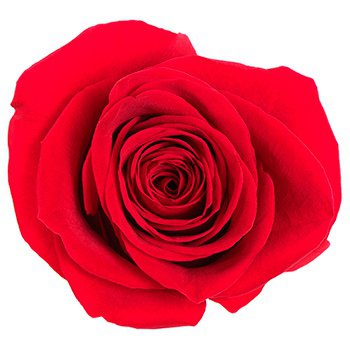 Элитная красная роза Эквадор