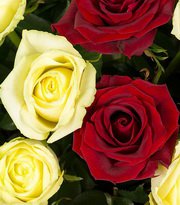 купить красные розы недорого, фото 21